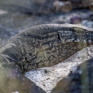 Varanus rosenbergi at Tennent, ACT - 29 Dec 2021