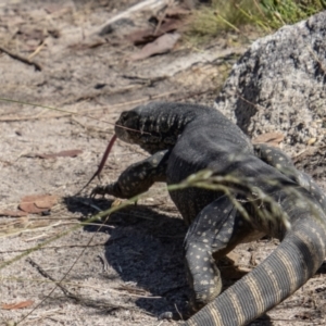 Varanus rosenbergi at Tennent, ACT - 29 Dec 2021