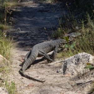 Varanus rosenbergi at Tennent, ACT - 29 Dec 2021