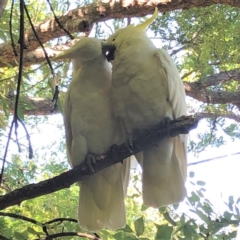 Cacatua galerita (Sulphur-crested Cockatoo) at GG105 - 29 Dec 2021 by ruthkerruish