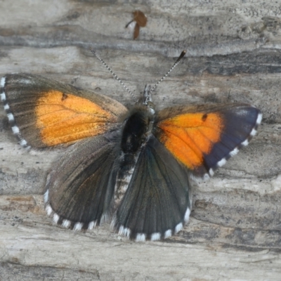 Lucia limbaria (Chequered Copper) at Uriarra Recreation Reserve - 28 Dec 2021 by jb2602