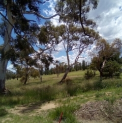 Callocephalon fimbriatum (Gang-gang Cockatoo) at Dairymans Plains, NSW - 3 Dec 2021 by MichaelMulvaney