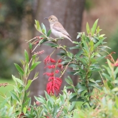 Myzomela sanguinolenta (Scarlet Honeyeater) at Greigs Flat, NSW - 27 Dec 2021 by KylieWaldon