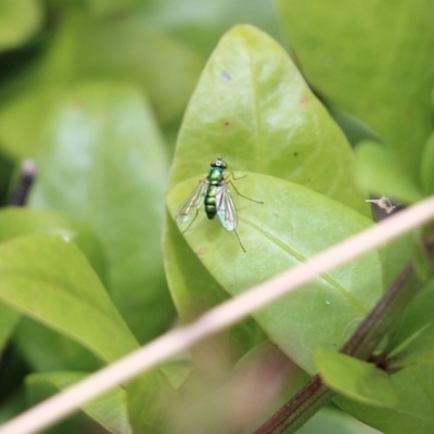 Dolichopodidae (family) (Unidentified Long-legged fly) at Greigs Flat, NSW - 27 Dec 2021 by KylieWaldon