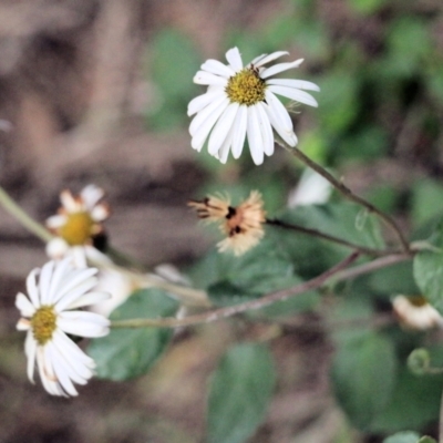 Olearia tomentosa (Toothed Daisy Bush) at Pambula Beach, NSW - 27 Dec 2021 by KylieWaldon