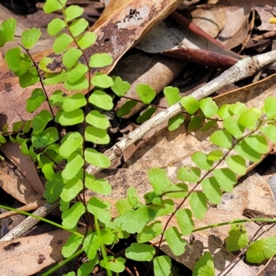 Lindsaea linearis (Screw Fern) at Ulladulla, NSW - 30 Dec 2021 by trevorpreston