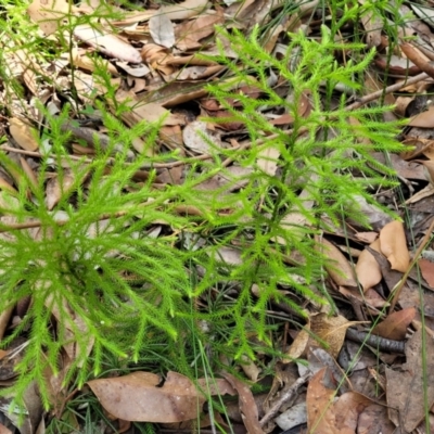 Pseudolycopodium densum (Bushy Club Moss) at Ulladulla, NSW - 30 Dec 2021 by trevorpreston