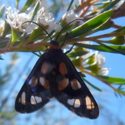 Amata (genus) (Handmaiden Moth) at Boro, NSW - 29 Dec 2021 by Paul4K