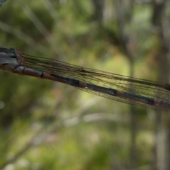 Austrolestes leda (Wandering Ringtail) at Boro - 28 Dec 2021 by Paul4K