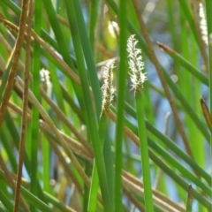 Eleocharis sphacelata at Boro, NSW - 29 Dec 2021