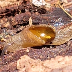 Helicarion cuvieri (A Semi-slug) at Ulladulla, NSW - 30 Dec 2021 by tpreston