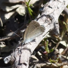 Zizina otis (Common Grass-Blue) at Boro - 28 Dec 2021 by Paul4K