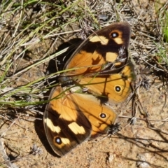 Heteronympha merope (Common Brown Butterfly) at Boro, NSW - 29 Dec 2021 by Paul4K