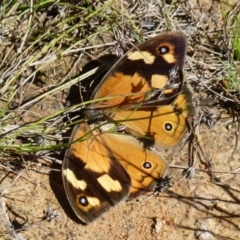 Heteronympha merope (Common Brown Butterfly) at Boro - 28 Dec 2021 by Paul4K