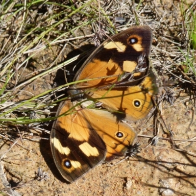 Heteronympha merope (Common Brown Butterfly) at Boro, NSW - 28 Dec 2021 by Paul4K