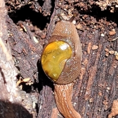 Helicarion cuvieri (A Semi-slug) at Ulladulla, NSW - 30 Dec 2021 by trevorpreston
