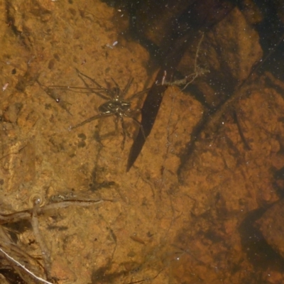 Pisauridae (family) (Water spider) at Boro, NSW - 29 Dec 2021 by Paul4K