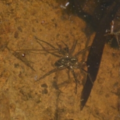 Pisauridae (family) at Boro, NSW - suppressed