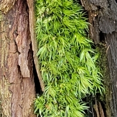 Unidentified Moss, Liverwort or Hornwort at Ulladulla, NSW - 30 Dec 2021 by tpreston