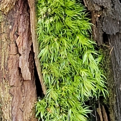 Unidentified Moss, Liverwort or Hornwort at Ulladulla, NSW - 30 Dec 2021 by tpreston