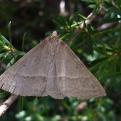 Epidesmia tryxaria (Neat Epidesmia) at Boro, NSW - 28 Dec 2021 by Paul4K