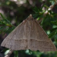 Epidesmia tryxaria at Boro, NSW - 29 Dec 2021