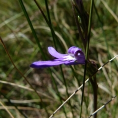 Lobelia dentata/gibbosa (Lobelia dentata or gibbosa) at Boro - 28 Dec 2021 by Paul4K