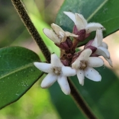 Marsdenia suaveolens (Scented Marsdenia) at Ulladulla, NSW - 30 Dec 2021 by trevorpreston