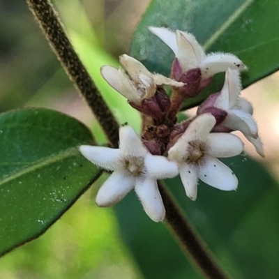 Marsdenia suaveolens (Scented Marsdenia) at Ulladulla, NSW - 30 Dec 2021 by trevorpreston