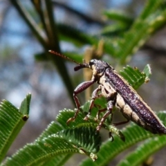 Rhinotia sp. (genus) (Unidentified Rhinotia weevil) at Boro - 29 Dec 2021 by Paul4K