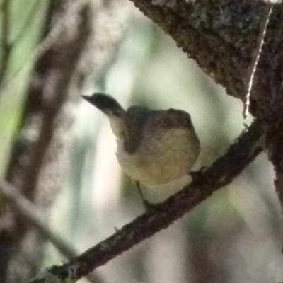 Acanthiza reguloides (Buff-rumped Thornbill) at Boro - 29 Dec 2021 by Paul4K