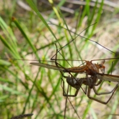 Unidentified Spider (Araneae) at Borough, NSW - 29 Dec 2021 by Paul4K