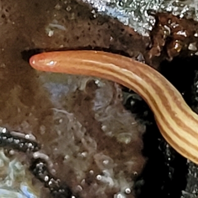 Fletchamia quinquelineata (Five-striped flatworm) at Ulladulla, NSW - 30 Dec 2021 by tpreston