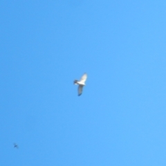 Tachyspiza novaehollandiae (Grey Goshawk) at Fyshwick, ACT - 18 Apr 2020 by Amata