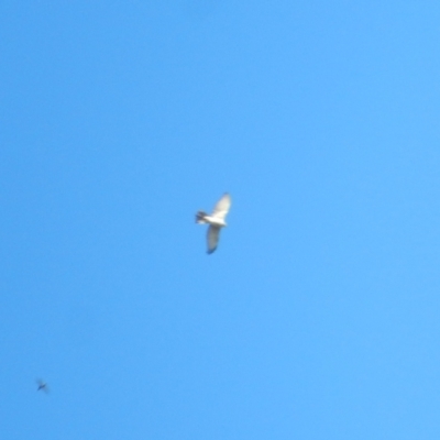 Tachyspiza novaehollandiae (Grey Goshawk) at Fyshwick, ACT - 18 Apr 2020 by Amata