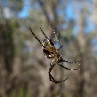 Araneinae (subfamily) (Orb weaver) at Boro, NSW - 29 Dec 2021 by Paul4K