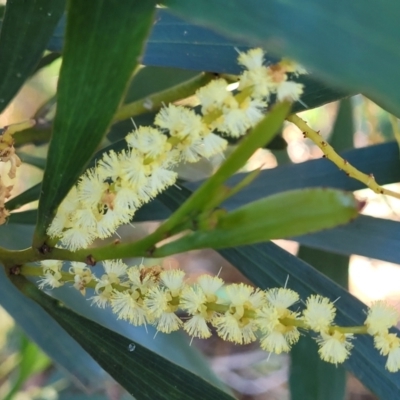 Acacia longifolia subsp. longifolia (Sydney Golden Wattle) at Ulladulla, NSW - 30 Dec 2021 by trevorpreston