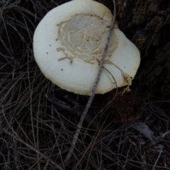 Amanita sp. (Amanita sp.) at Boro - 29 Dec 2021 by Paul4K