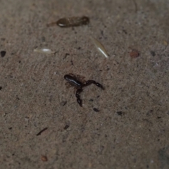 Chernetidae sp. (family) (Chernetid Pseudoscorpion) at Macgregor, ACT - 23 Dec 2021 by Caric