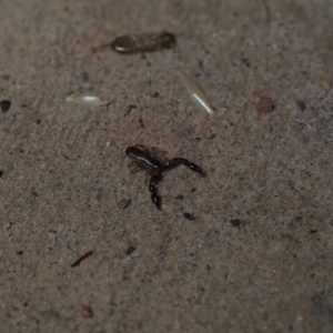 Chernetidae (family) at Macgregor, ACT - suppressed