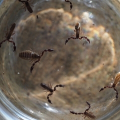 Chernetidae (family) at Macgregor, ACT - suppressed