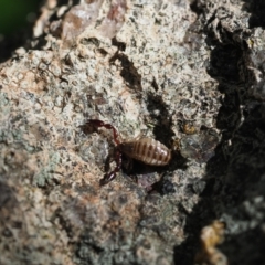 Chernetidae (family) at Macgregor, ACT - suppressed