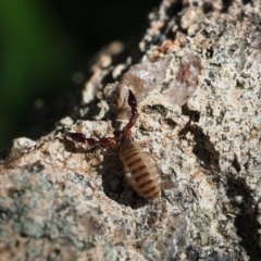 Chernetidae (family) at Macgregor, ACT - suppressed