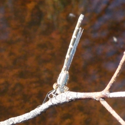 Coenagrionidae sp. (family) (Unidentified damselfly) at Boro, NSW - 29 Dec 2021 by Paul4K