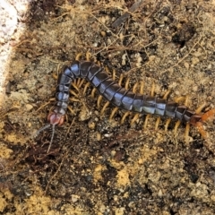 Cormocephalus aurantiipes at Ulladulla, NSW - 30 Dec 2021 by trevorpreston