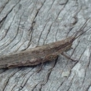 Coryphistes ruricola at Boro, NSW - 29 Dec 2021