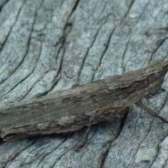 Coryphistes ruricola at Boro, NSW - suppressed