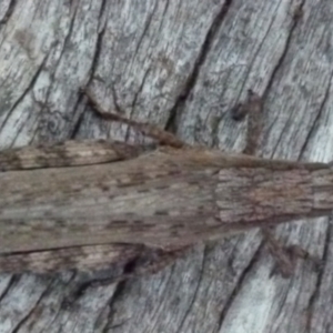 Coryphistes ruricola at Boro, NSW - 29 Dec 2021