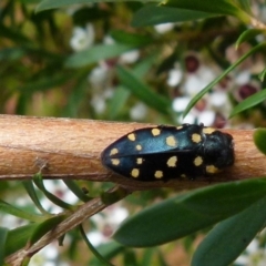 Diphucrania duodecimmaculata (12-spot jewel beetle) at Boro - 27 Dec 2021 by Paul4K