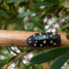 Diphucrania duodecimmaculata (12-spot jewel beetle) at Boro, NSW - 28 Dec 2021 by Paul4K